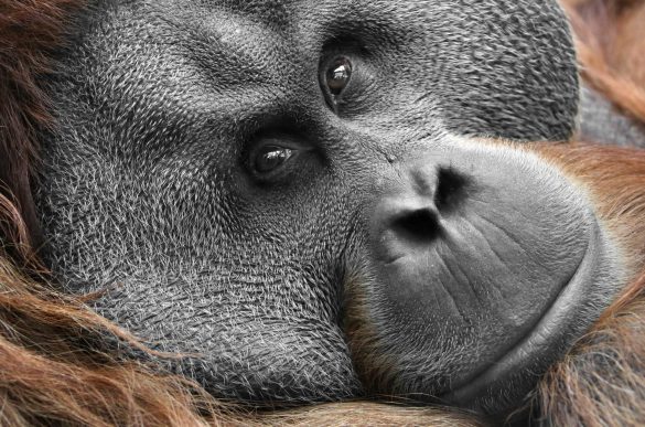 Orangutan – tapety na smartfon i tablet (2)