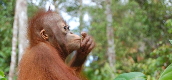 Orangutan – tapety na smartfon i tablet (20)