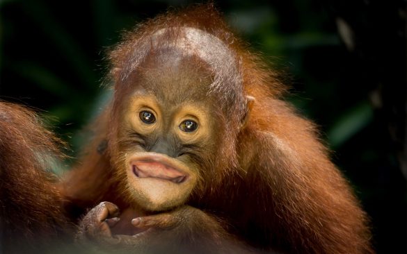 Orangutan – tapety na smartfon i tablet (21)