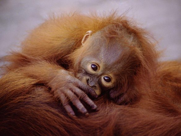 Orangutan – tapety na smartfon i tablet (22)