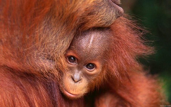 Orangutan – tapety na smartfon i tablet (3)