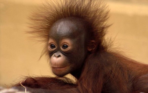 Orangutan – tapety na smartfon i tablet (4)