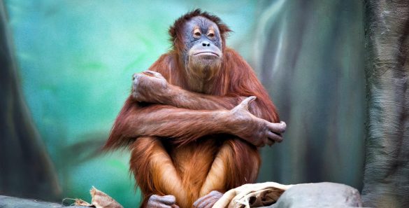 Orangutan – tapety na smartfon i tablet (5)