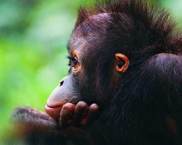 Orangutan – tapety na smartfon i tablet (6)