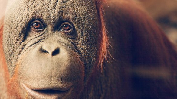 Orangutan – tapety na smartfon i tablet (7)