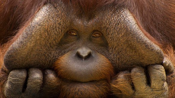 Orangutan – tapety na smartfon i tablet (8)