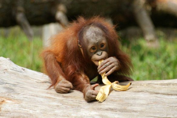 Orangutan – tapety na smartfon i tablet (9)
