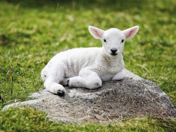 Owca – tapety na smartfon i tablet (10)