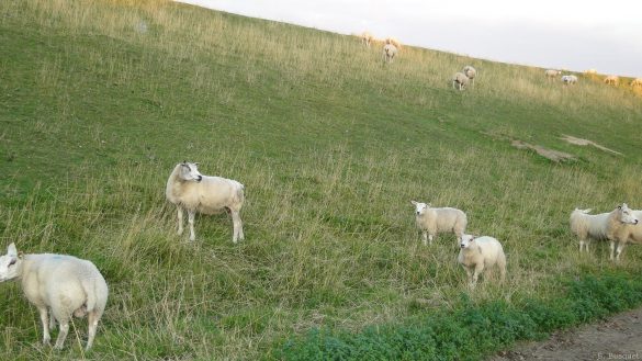 Owca – tapety na smartfon i tablet (11)