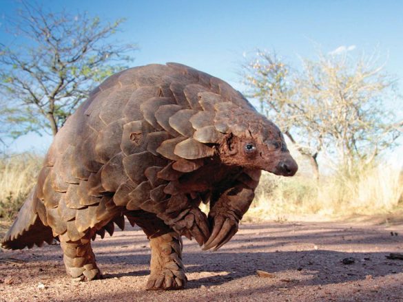 Pancernik – tapety na pulpit (7)