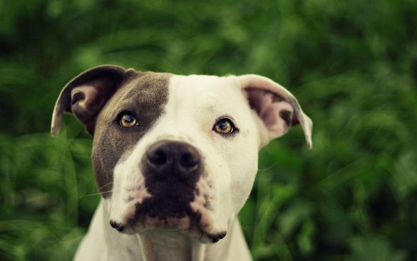 Pit Bull – tapety na pulpit (10)