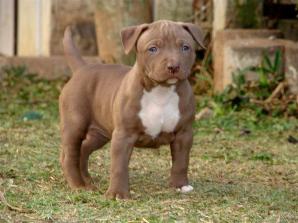 Pit Bull – tapety na pulpit (11)