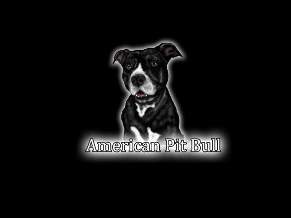 Pit Bull – tapety na pulpit (12)