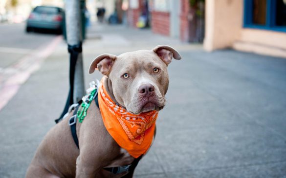 Pit Bull – tapety na pulpit (13)