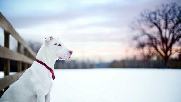 Pit Bull – tapety na pulpit (14)