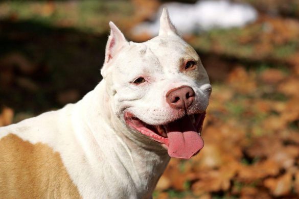 Pit Bull – tapety na pulpit (15)