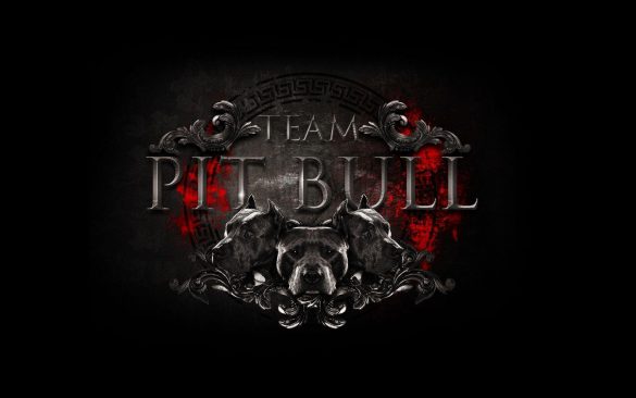 Pit Bull – tapety na pulpit (16)