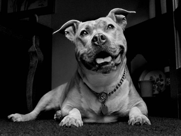 Pit Bull – tapety na pulpit (17)