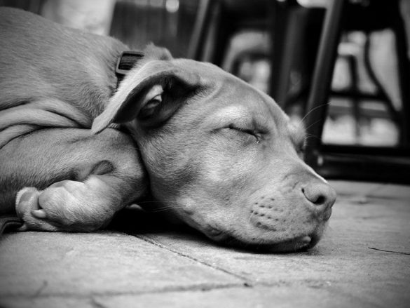 Pit Bull – tapety na pulpit (18)