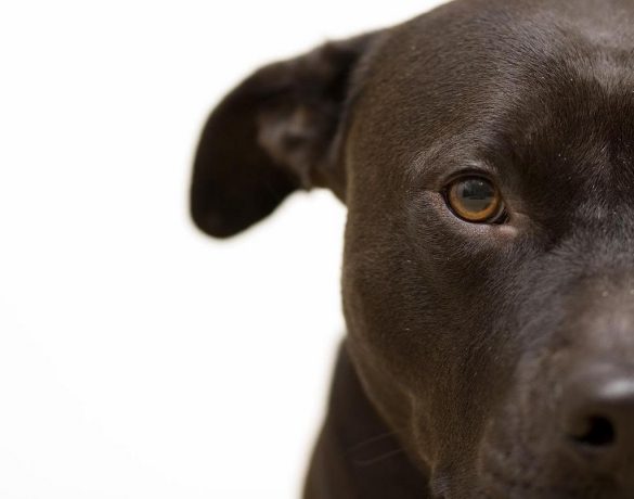 Pit Bull – tapety na pulpit (19)