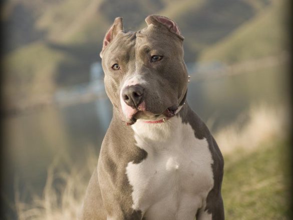 Pit Bull – tapety na pulpit (2)