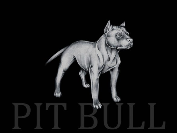 Pit Bull – tapety na pulpit (20)