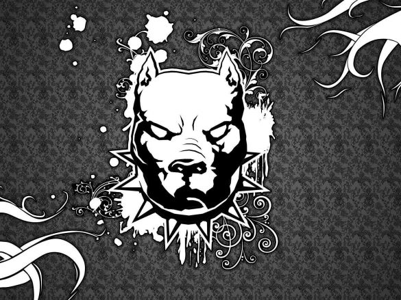 Pit Bull – tapety na pulpit (21)