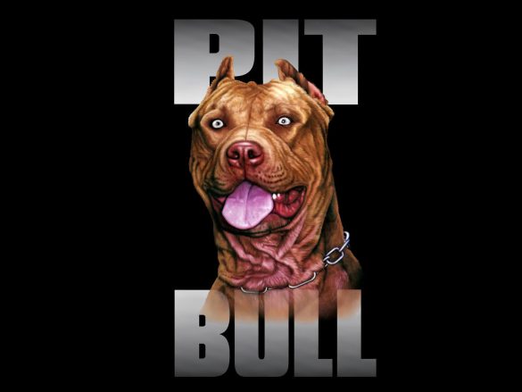Pit Bull – tapety na pulpit (22)