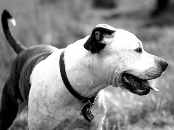 Pit Bull – tapety na pulpit (3)