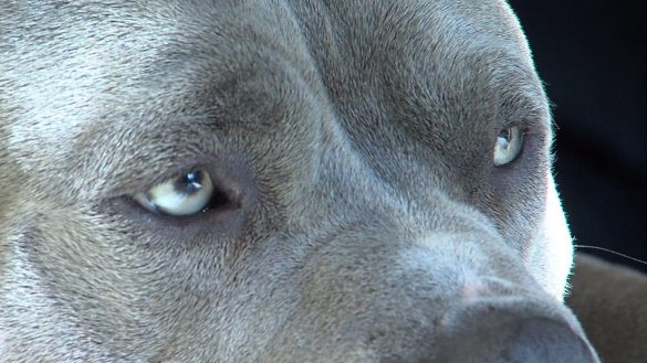 Pit Bull – tapety na pulpit (4)