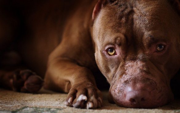 Pit Bull – tapety na pulpit (5)