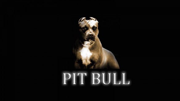 Pit Bull – tapety na pulpit (6)
