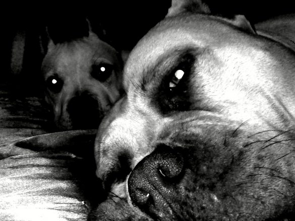 Pit Bull – tapety na pulpit (7)