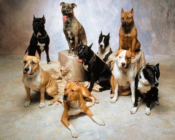 Pit Bull – tapety na pulpit (8)