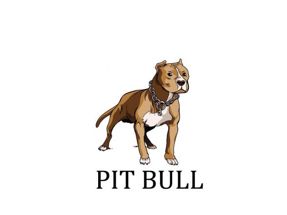 Pit Bull – tapety na pulpit (9)