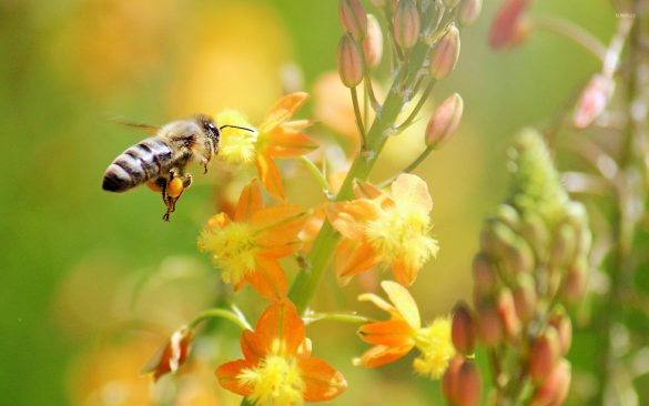 Pszczoła – tapety na pulpit (18)