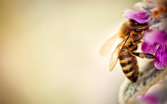 Pszczoła – tapety na pulpit (21)