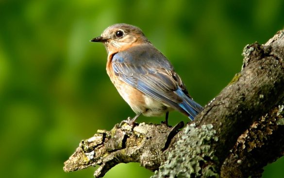 Ptaki – tapety na pulpit (7)