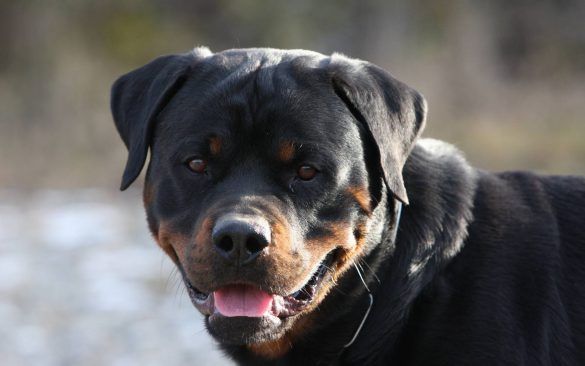 Rottweiler – tapety na pulpit (1)