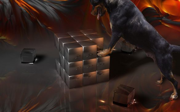 Rottweiler – tapety na pulpit (10)