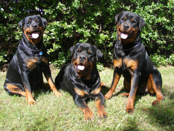 Rottweiler – tapety na pulpit (11)