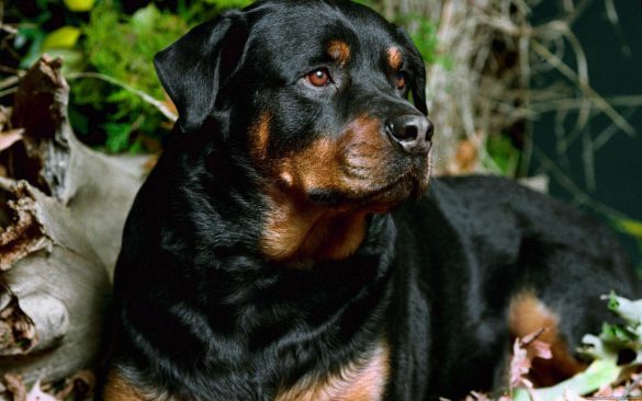 Rottweiler – tapety na pulpit (12)