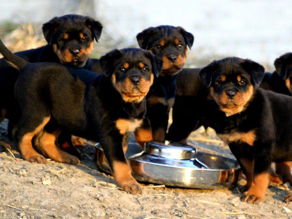 Rottweiler – tapety na pulpit (14)