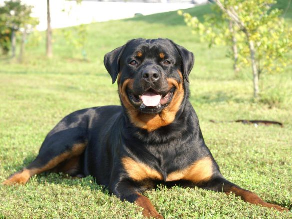 Rottweiler – tapety na pulpit (15)