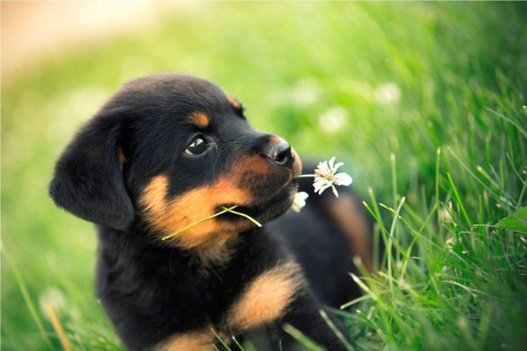 Rottweiler – tapety na pulpit (16)