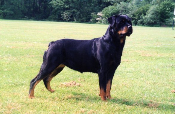 Rottweiler – tapety na pulpit (17)