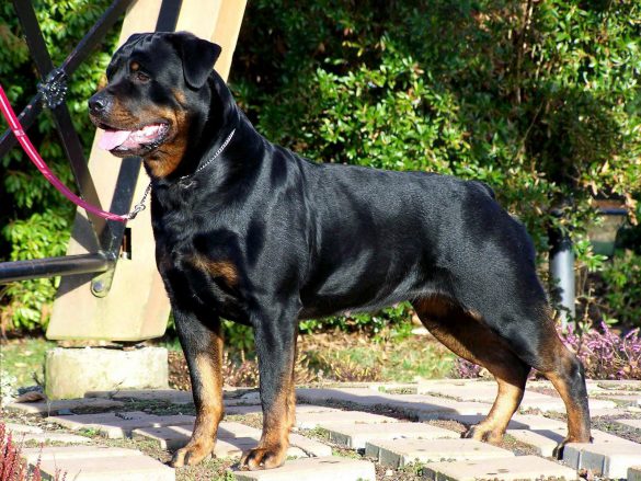 Rottweiler – tapety na pulpit (18)