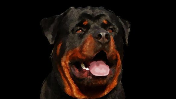 Rottweiler – tapety na pulpit (19)