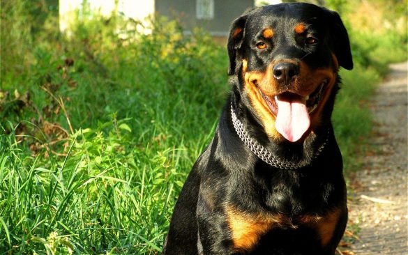 Rottweiler – tapety na pulpit (2)