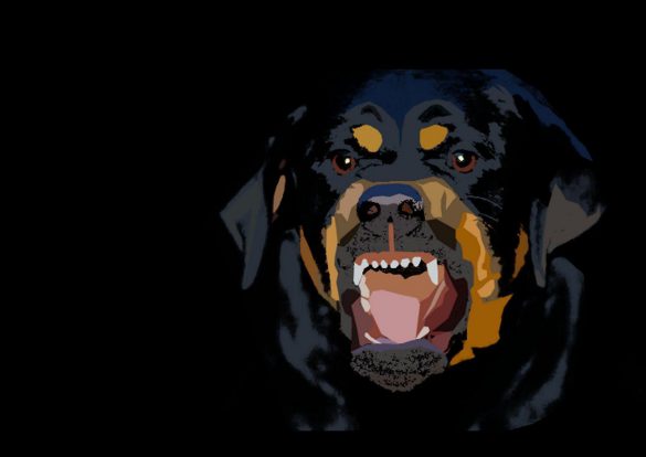 Rottweiler – tapety na pulpit (20)